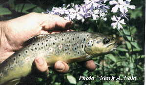 Menstrual Cramp proven with trout